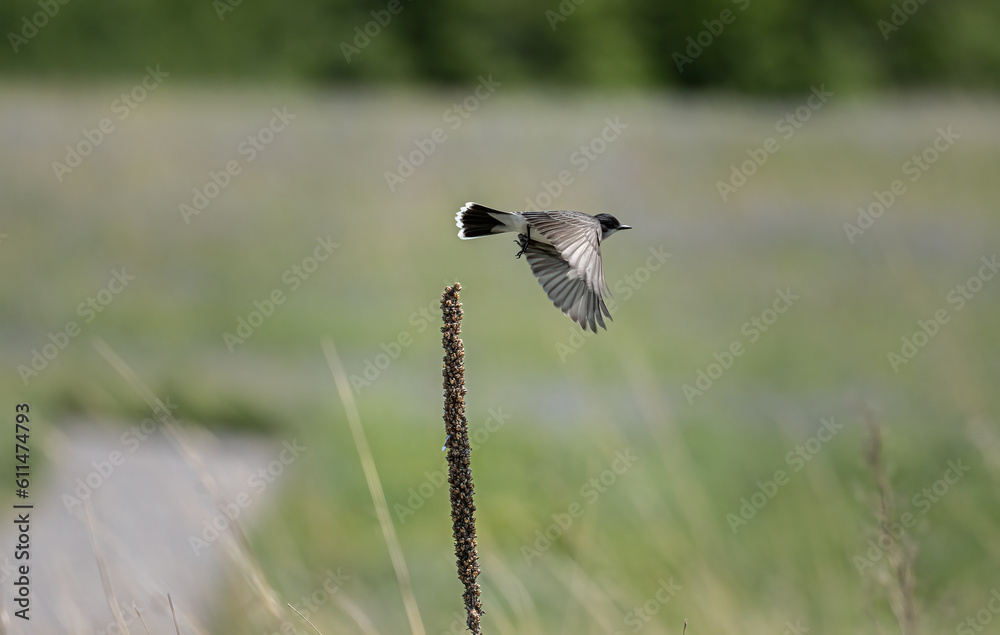 Eastern kingbird flies from a dried weed over a prairie with wings spread wide Eastern kingbird flies from a dried weed over a prairie with wings spread wide