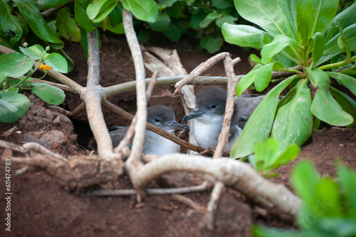Nesting Wedge-Tailed Shearwater Birds Seen At at Kilauea Point Refuge, Kauai, Hawaii. The Wedge-tailed shearwater is a pelagic seabird that only comes to land to nest. They are indigenous to Hawaii.