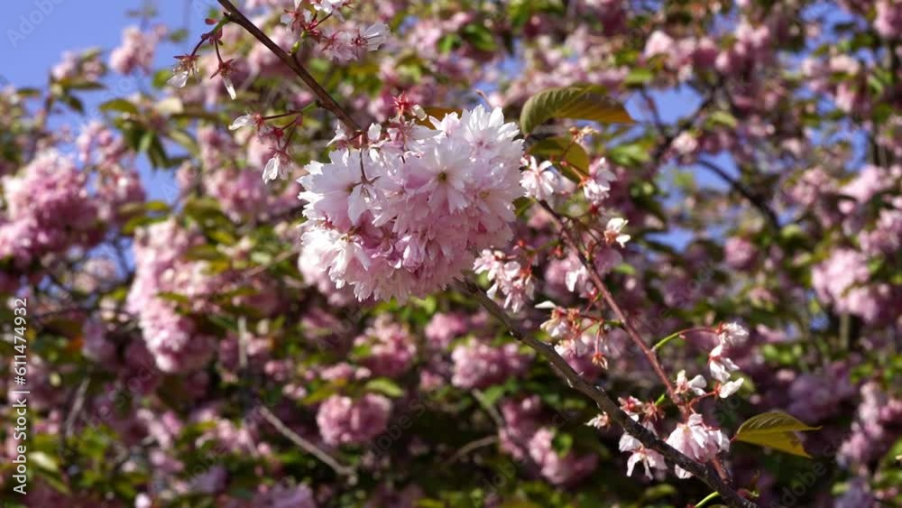 Branches of blossoming cherry blossoms sway in the wind. Beautiful pink sakura blossoms moving on a windy day in springtime. 4K footage. Branches of blossoming cherry blossoms sway in the wind. Beautiful pink sakura blossoms moving on a windy day in springtime. 4K footage.