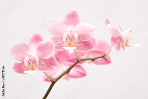 Flowering orchid phalaenopsis odorion on a white background