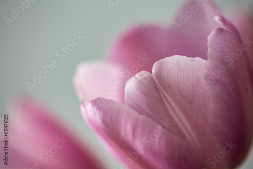Pink tulip flower in bloom with smooth silky petals close up still on a grey background beautiful flower