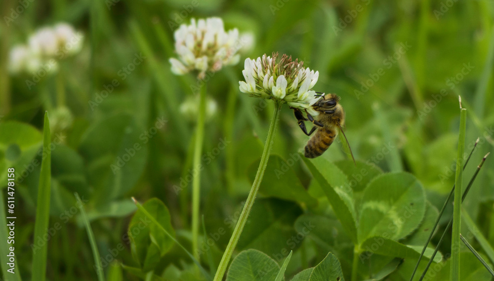 Bee on the white flower Bee on the white flower