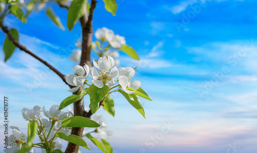 Cherry blossom tree against blue sky spring background. Blooming white tree against the blue sky.