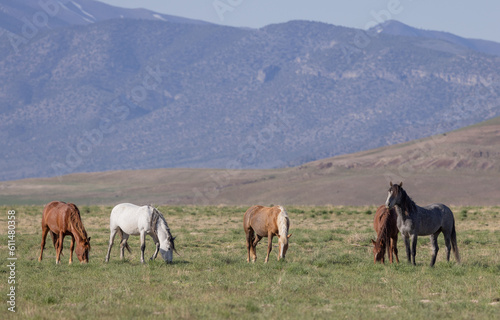 Wild Horses in Springtime in the Utah Desert