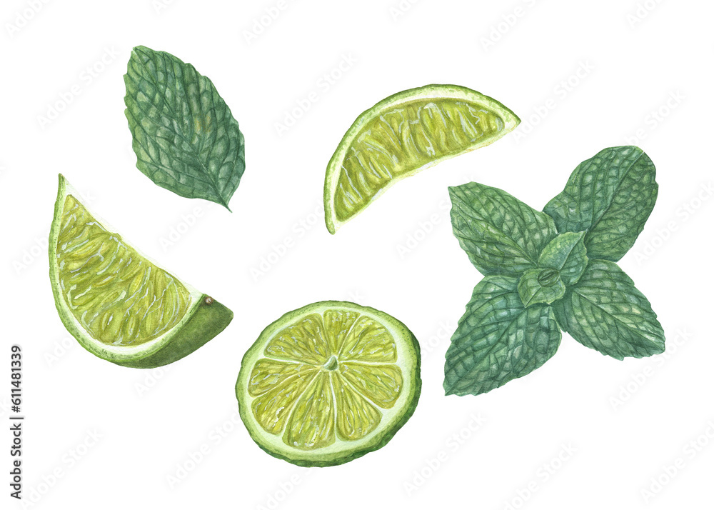 Watercolor set of various lime slices, green mint leaves isolated on transparent background. Botanical illustration for card design, menu, celebration design, cocktail party, flyer, posters