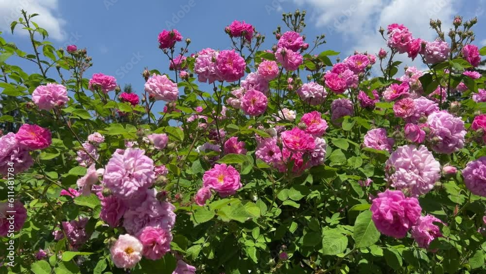 Beautiful pink rose flowers bush on blue sky. Beautiful pink rose flowers bush on blue sky.