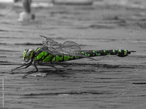 Libelle auf altem Holz gelandet photo