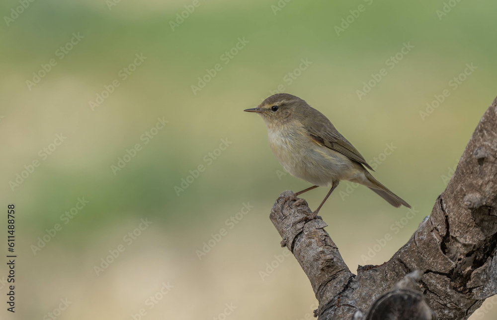 The common chiffchaff in the branch The common chiffchaff in the branch