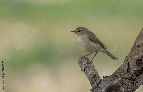 The common chiffchaff in the branch