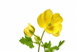 Buttercup Flower Tropical Garden Nature on White background, HD