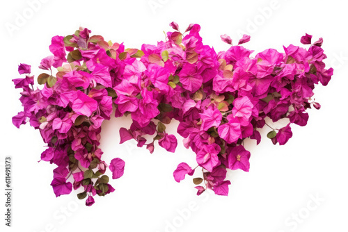 Bougainvillea Flower Tropical Garden Nature on White background, HD