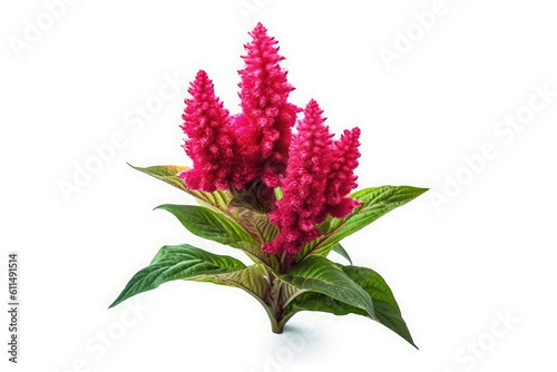Celosia Flower Tropical Garden Nature on White background, HD © ACE STEEL D