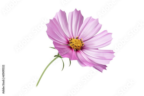 Cosmos Flower Tropical Garden Nature on White background  HD