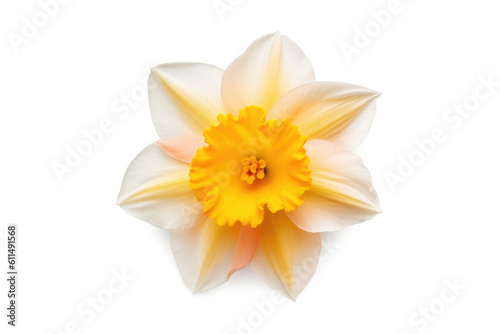 Daffodil Flower Tropical Garden Nature on White background  HD