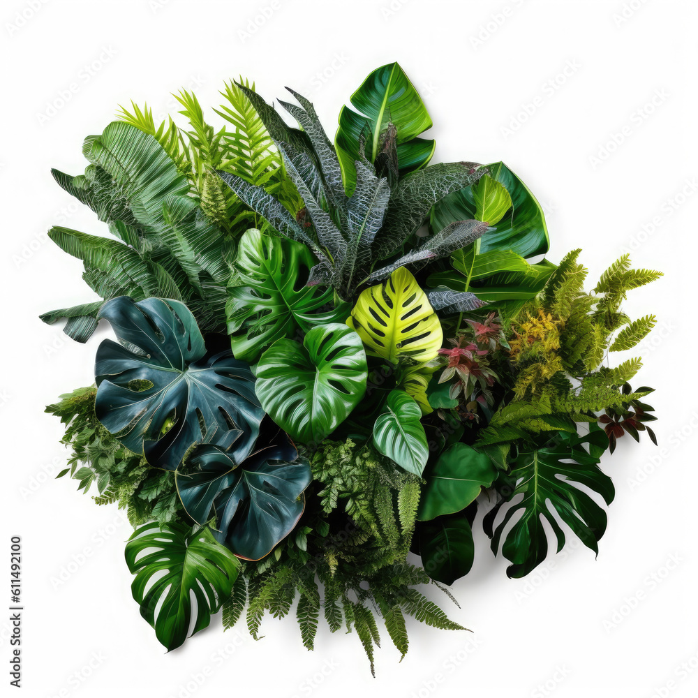 Fototapeta premium Green And Variegated Leaves Tropical Garden Nature on White background, HD