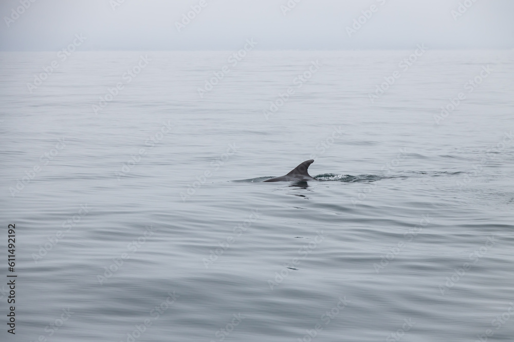 Fototapeta premium Dolphin swimming in the ocean