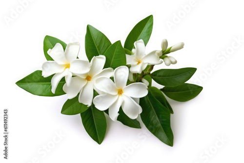 Jasmine Flower Tropical Garden Nature on White background, HD