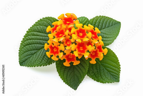 Lantana Flower Tropical Garden Nature on White background, HD