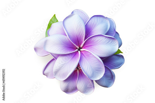Lilac Flower Tropical Garden Nature on White background  HD