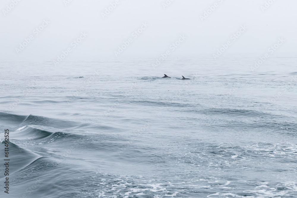 Naklejka premium Dolphins swimming in the ocean