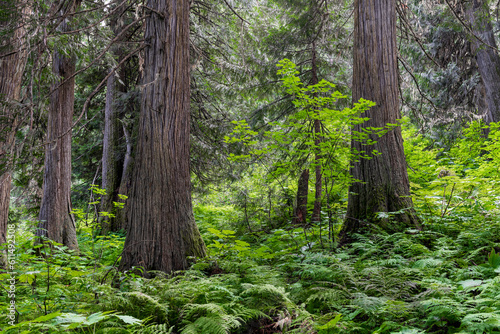 Fototapeta Naklejka Na Ścianę i Meble -  Ancient Forest, Fraser River Valley near Prince George, British Columbia, Canada.