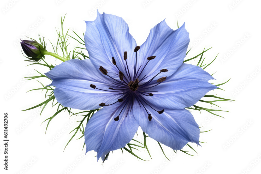 Obraz premium Nigella Flower Tropical Garden Nature on White background, HD