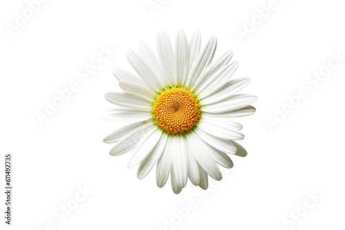 Oxeye Daisy Flower Tropical Garden Nature on White background  HD