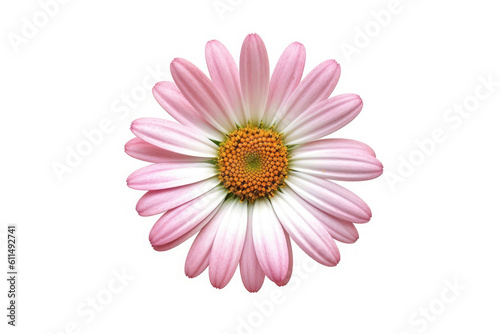Painted Daisy Flower Tropical Garden Nature on White background  HD