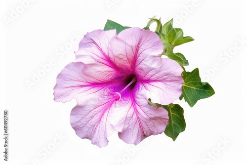 Petunia Flower Tropical Garden Nature on White background, HD
