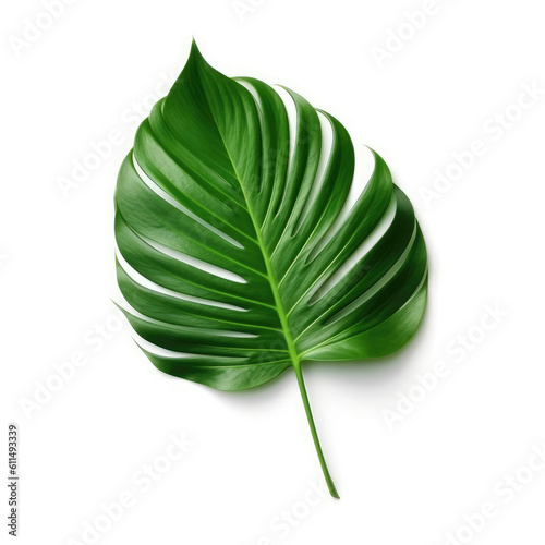 Palm leaves On White background  HD