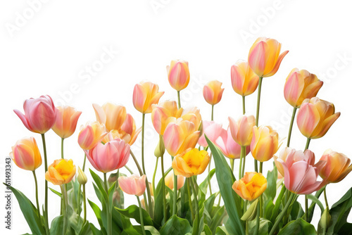 Tulip Flower On White background  HD