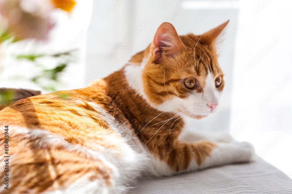 Yoing striped cat at home on table near window with flowers