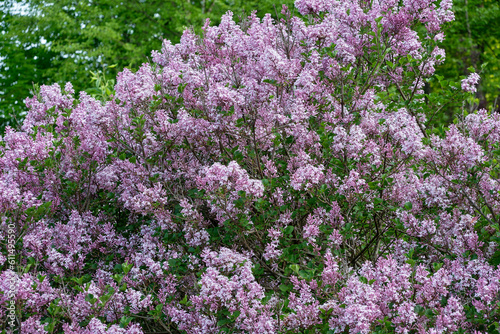 Close-up of dwarf or Korean lilac. Syringa meyerii 'palibin'.