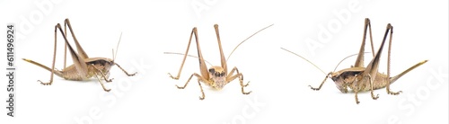 Large female brown katydid. Robust shieldback or shield bearer - Atlanticus gibbosus - Extremely large and thick body long legs and ovipositor. Isolated on white background. three views