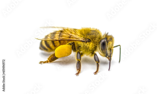 western honey bee or European honey bee - Apis mellifera - closeup side front view showing pollen basket, corbicula or scopae on the tibia on the hind legs isolated on white background, darker version photo