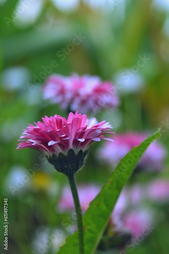 Beautiful pink and white flower on a green background