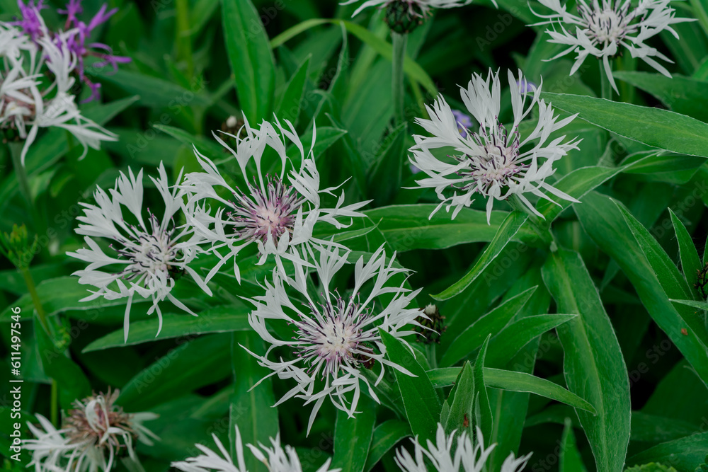 Perennial cornflower or Centaurea montana flower Perennial cornflower or Centaurea montana flower