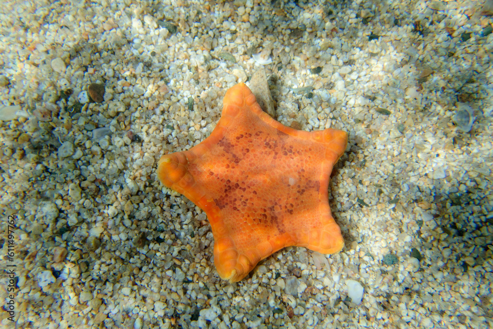 Underwater image of Placenta biscuit starfish - (Sphaerodiscus placenta) Underwater image of Placenta biscuit starfish - (Sphaerodiscus placenta)