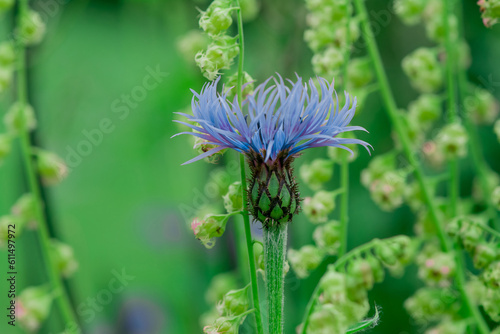 Perennial cornflower or Centaurea montana flower