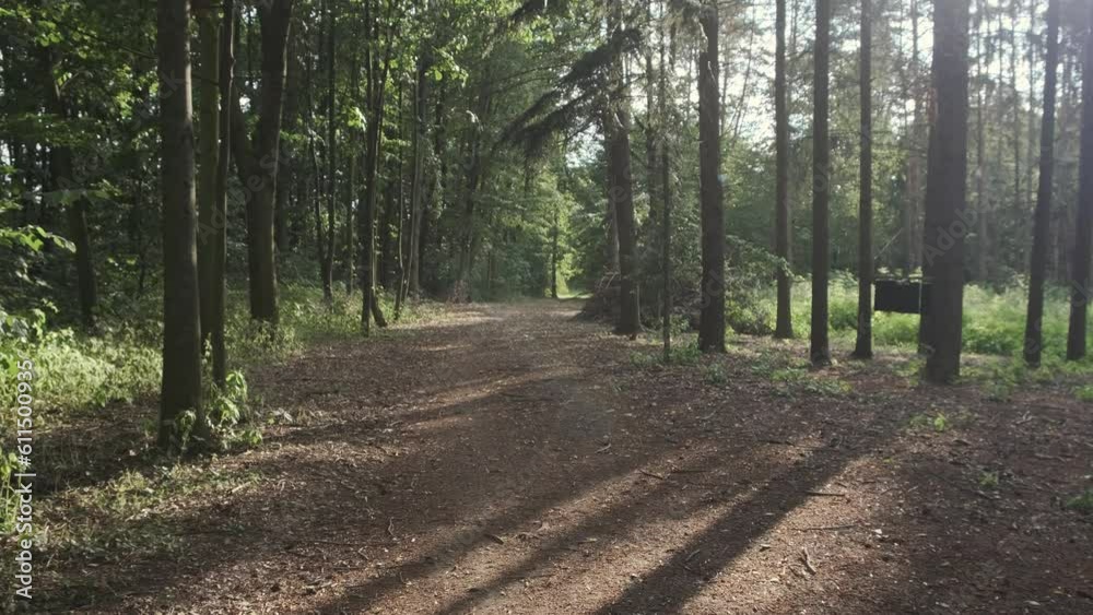 in old pine trees on a sunny morning. Camera in fly moves among forest paths. Sunlight shadows in old pine trees on a sunny morning. Camera in fly moves among forest paths. Sunlight shadows