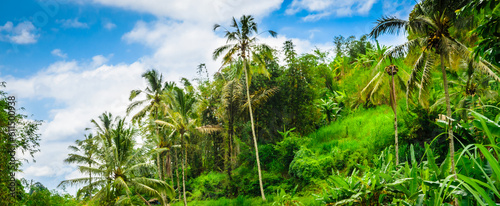 Obraz na płótnie Beautiful Bali tropical forest. Jungle forest in Bali, Indonesia w salonie