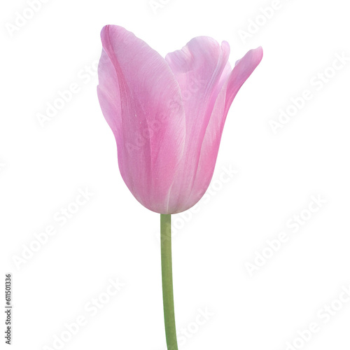 pink tulip on transparent background png file