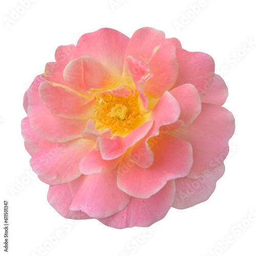 pink rose transparent background png file