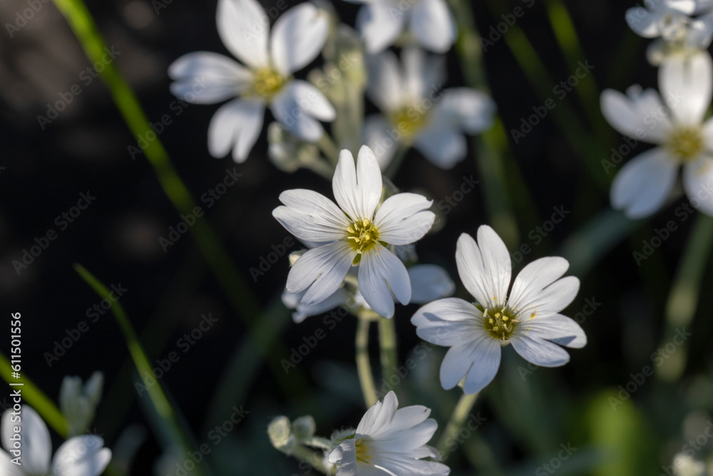 Background of blooming Cerastium tomentosum Background of blooming Cerastium tomentosum