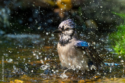 blue jay in the water