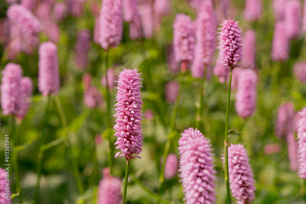 Tall flowers of the Common Bistort (Persicaria bistorta) Tall flowers of the Common Bistort (Persicaria bistorta)