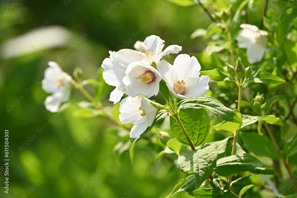 Satsuma mock orange ( Philadelphus coronarius ) flowers. Hydrangeaceae