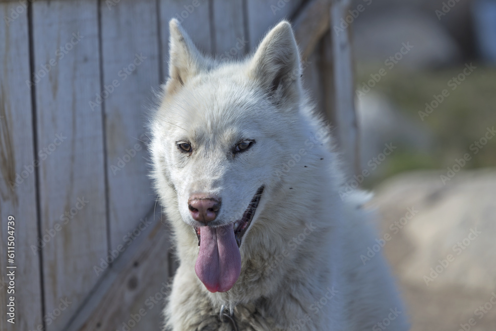 Obraz premium Greenland sled dog with white fur posing outside