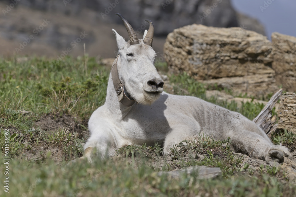 Mountain goat resting on a trail in the Glacier National Park, Montana, USA Mountain goat resting on a trail in the Glacier National Park, Montana, USA