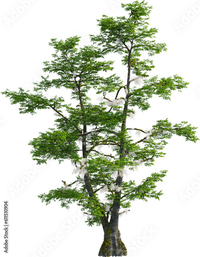 Side view of Taxodium Distichum tree photo